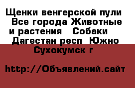 Щенки венгерской пули - Все города Животные и растения » Собаки   . Дагестан респ.,Южно-Сухокумск г.